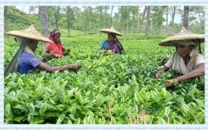 শ্রমিকের টাকা গেল জনপ্রতিনিধি ও পঞ্চায়েত নেতাদের পরিবারে
