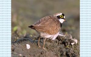 পাখির ডিম রক্ষায় এক মাসের জন্য মাঠ বন্ধ অস্ট্রেলিয়ায়