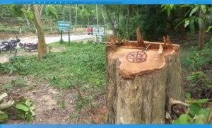 সাতছড়ি উদ্যান ও তেলমাছড়া বনে গাছ চুরি: চার কর্মকর্তার বিরুদ্ধে মামলা