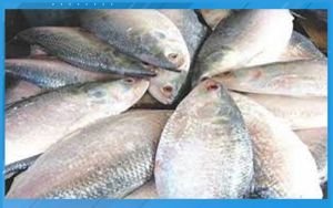 ভারত হয়ে তৃতীয় দেশে যাচ্ছে বাংলাদেশের ইলিশ