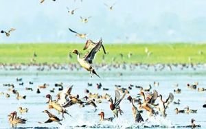 অতিথি পাখির কিচিরমিচিরে ঘুম ভাঙ্গে না হাওর পাড়ের মানুষদের