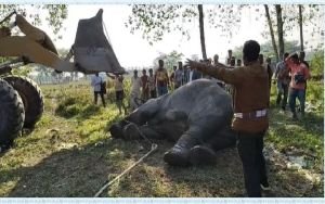 সিলেটে ট্রেনের ধাক্কায় খাদে পড়া হাতি উদ্ধার