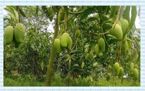 মালয়েশিয়ার বাজারে বাংলাদেশের আমের দ্বার খুলছে, জুনে বাংলাদেশ সফরে যাচ্ছেন পরিদর্শক দল