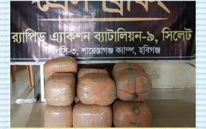 আম পরিবহনের আড়ালে গাঁজার চালান! হবিগঞ্জে র‍্যাবের হাতে আটক ব্যবসায়ী