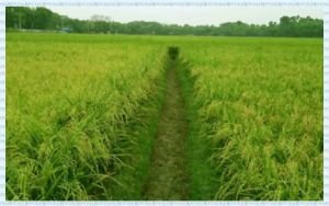 কৃষিজমিতে সৌরবিদ্যুৎকেন্দ্র, আপত্তির ২৭ দিন পরই অনাপত্তি