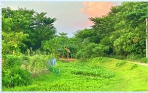 সিলেটে দখলে বিলুপ্তপ্রায় ‘উজান গঙ্গাপুর খাল’, বিপাকে কৃষক-বাসিন্দারা