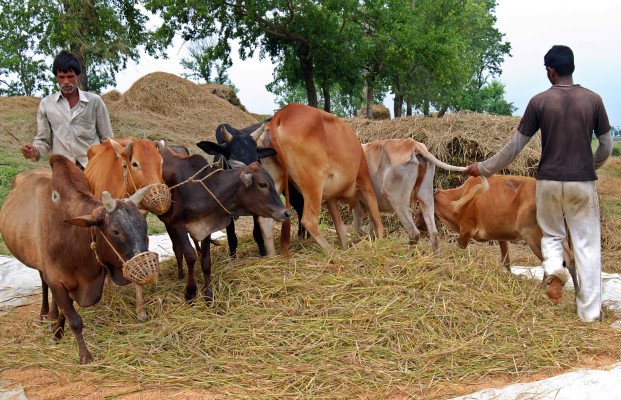 ছবি: ইমজা নিউজ