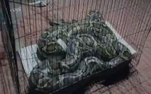 রাজশাহীতে সাপের আতঙ্ক: এক মাসেই ৩০০ সাপ হ.ত্যা