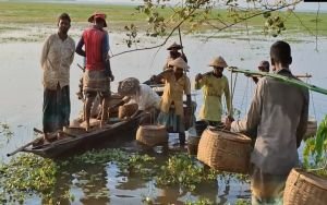 হাওরের মাছই তাদের জীবিকা