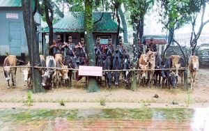 সুনামগঞ্জ সীমান্তে ট্রলারভর্তি ভারতীয় গরু জব্দ, বাজারমূল্য ৩০ লাখ টাকা