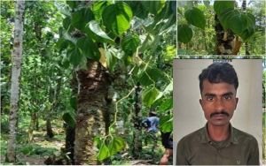 লামাপুঞ্জির পানজুমে হামলার ঘটনায় একজন গ্রেপ্তার