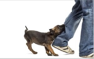 কুকুরের আক্রমণে  ১১  পথচারী আহত