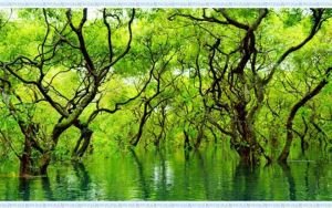 প্রাকৃতিক ঐতিহ্য সংরক্ষণে রাতারগুলবাসীর গণ-ঐক্য