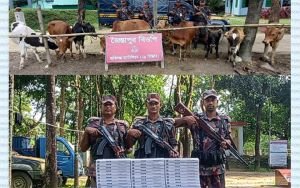 সিলেট সীমান্তে ভারতীয় গরু, সিগারেট, ইয়বা ও গাজা  জব্দ